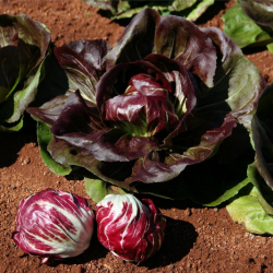 Cykoria Indigo 10 000 nasion pellets st